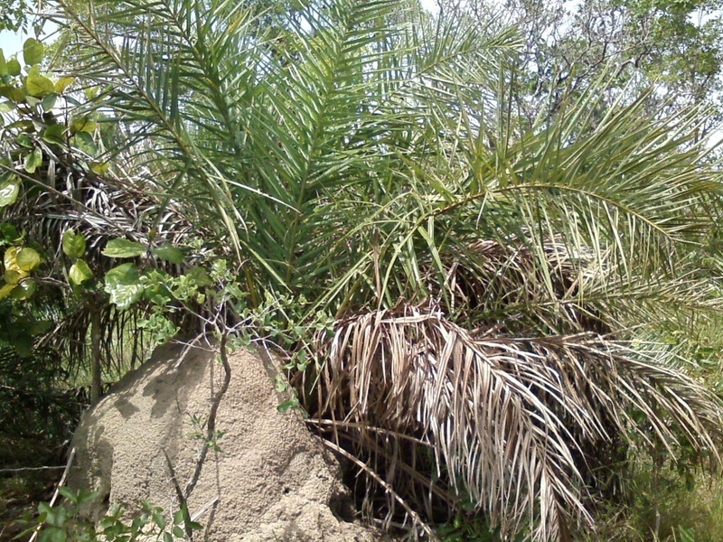 Visão oeste - west view