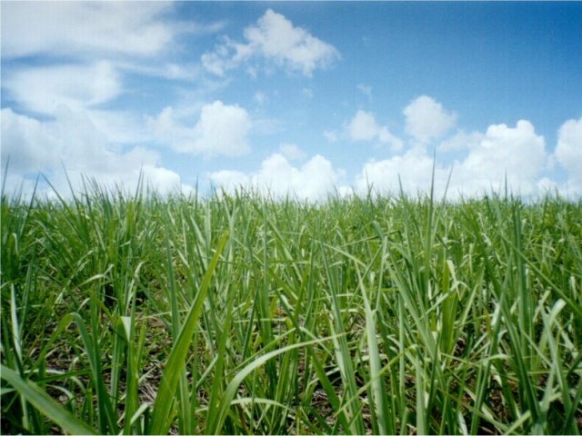 Close up of the sugar cane field at the confluence