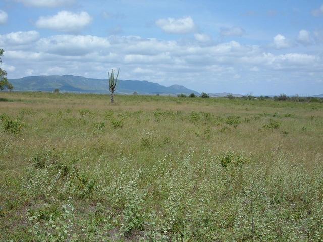 Mandacaru à Oeste...