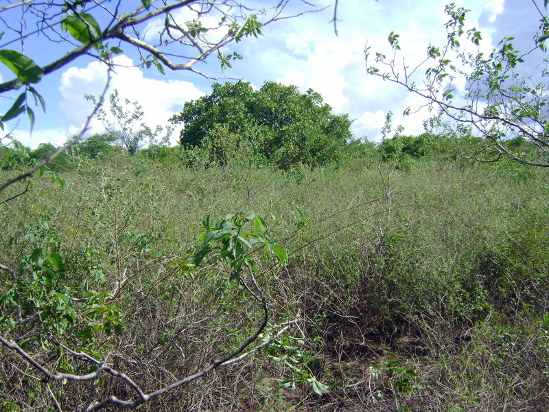 Vista do Sul. View to south