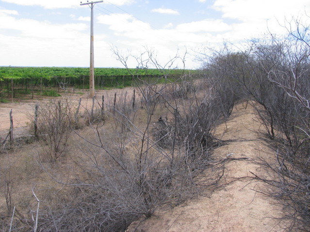 Caatinga vegetation