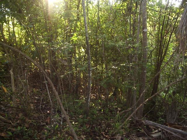 East view from the confluence