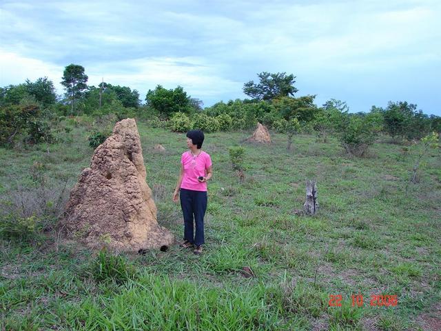 Big termites in the area close to confluence