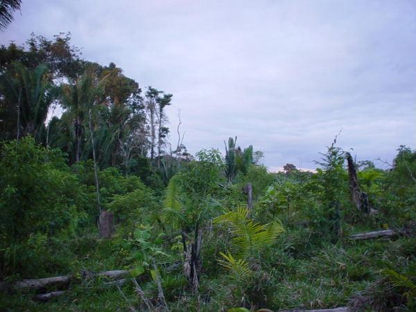 View North of Confluence