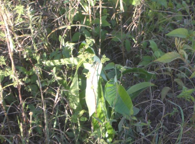 The tree planted in the confluence point