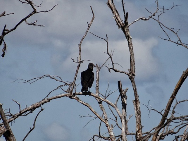 Fauna local - Coragyps atratus. Local fauna