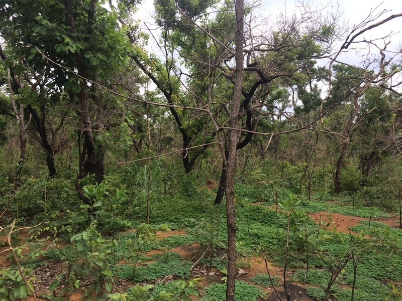 Visão leste - east view