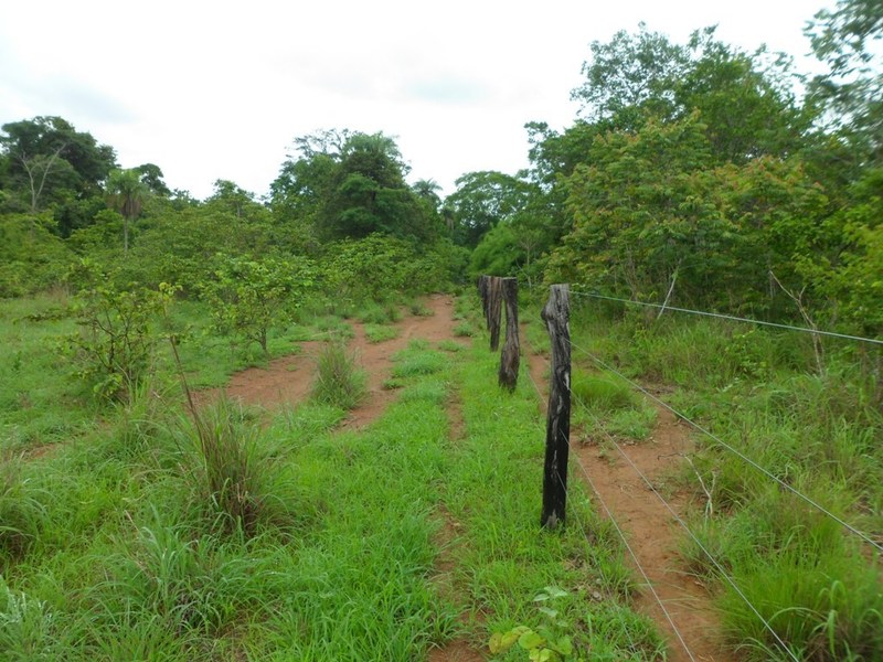 Início da trilha, confluência 1.950 metros adiante - beginning of track, confluence 1,950 meters ahead