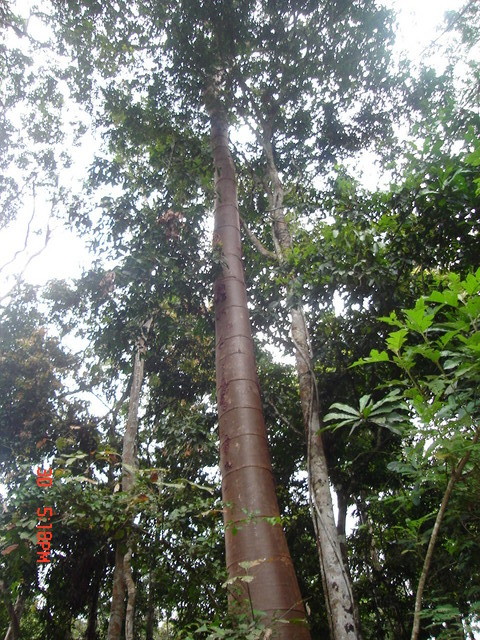 SOUTH DIRECTION AND TREES LIKE THIS IT WAS COVERING THE AREA