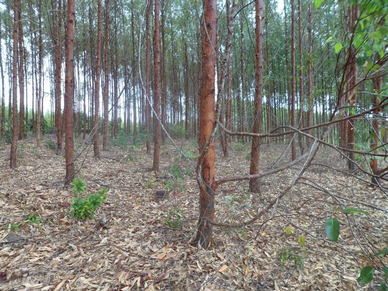 Visão oeste - west view