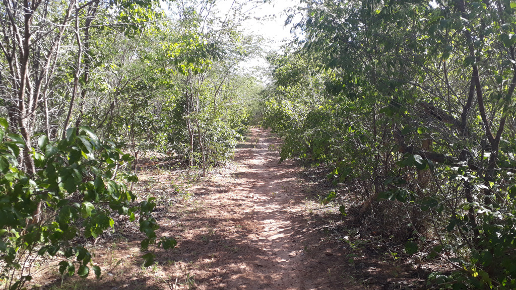 Segundo trecho de caminhada - second leg of hiking