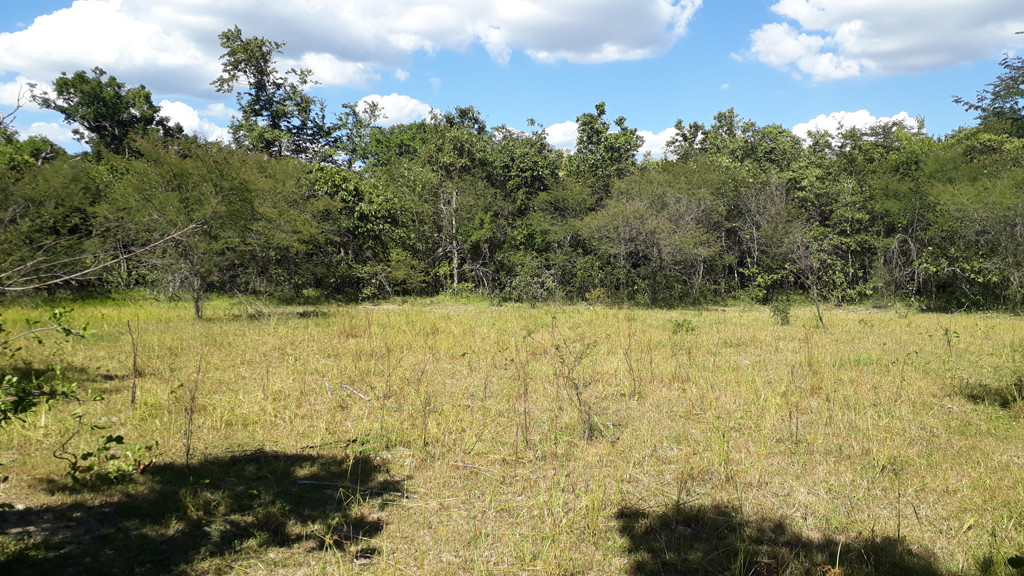 Visão geral, confluência dentro da mata - general view, confluence inside the forest