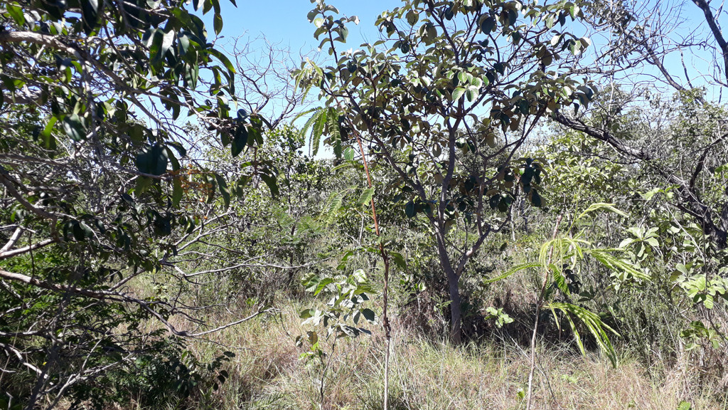 Visão oeste - west view