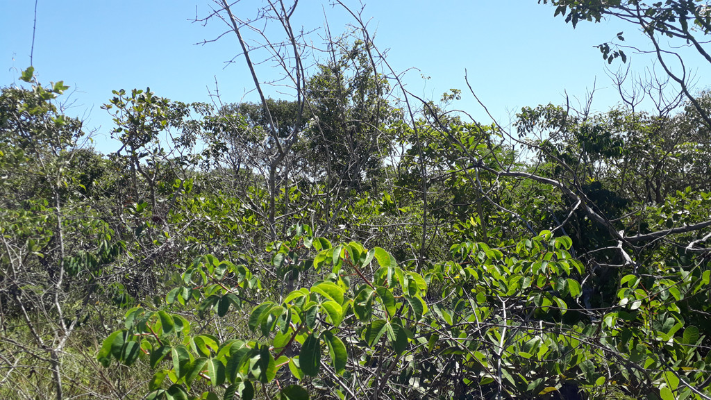 Visão leste - east view