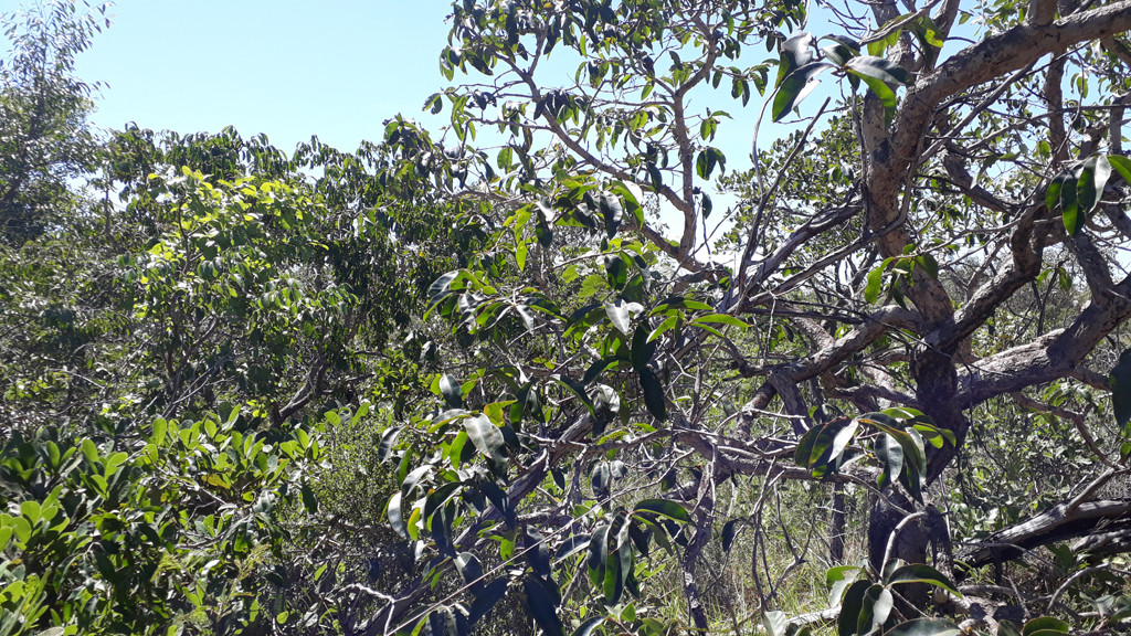 Visão sul - south view