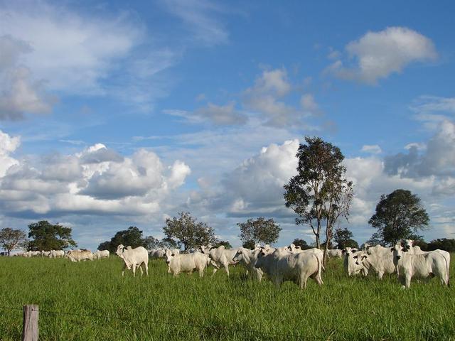 The confluence is located in a cattle pasture