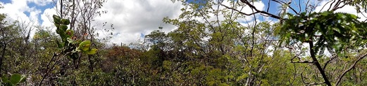 #1: Vista panorâmica Norte da confluência. Panoramic view to north from the closest point we reached.