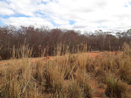 #1: Visão geral - general view