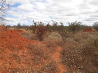 #10: Caminhada até a confluência - hiking up to the confluence