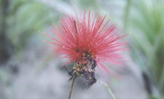 Red flower