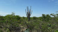 #7: Paisagem na região da confluência - landscape in confluence region