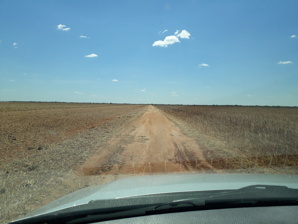 Dirigindo dentro da plantação - driving inside the plantation