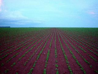 #1: Soybean Field at the Confluence, Facing East