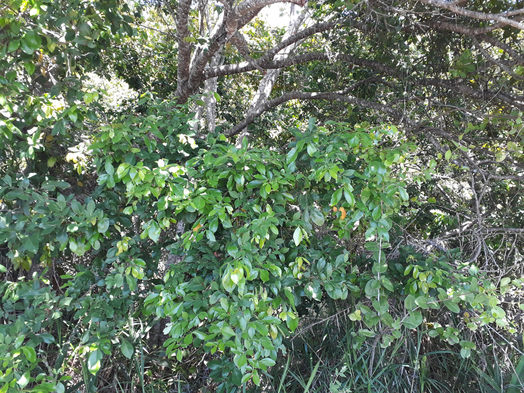 Visão oeste - west view