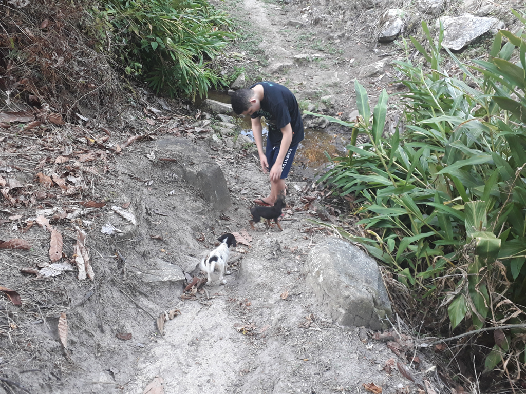 Dois pequenos cachorros nos acompanharam na caminhada de retorno - two little dogs accompany us on the way back