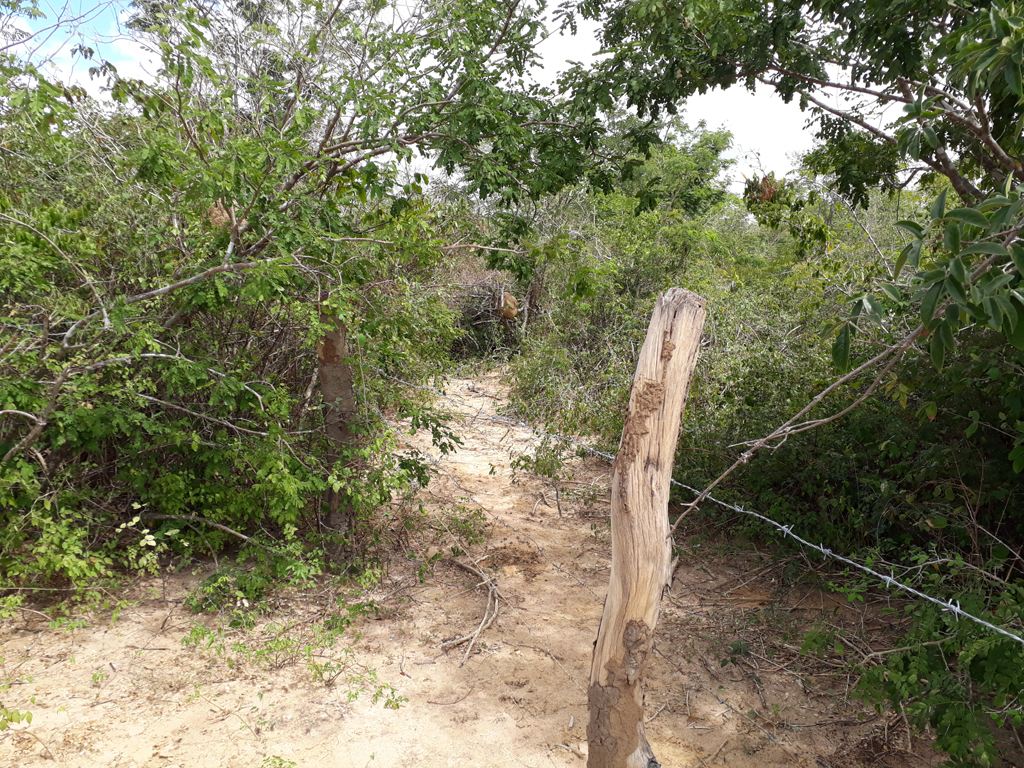 Início da trilha na caatinga, confluência a 1.500 metros - starting the track in the caatinga, confluence 1,500 meters ahead