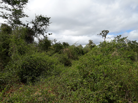 #1: Região da primeira tentativa de acesso, confluência a 620 metros - region of first attempt, confluence 620 meters ahead