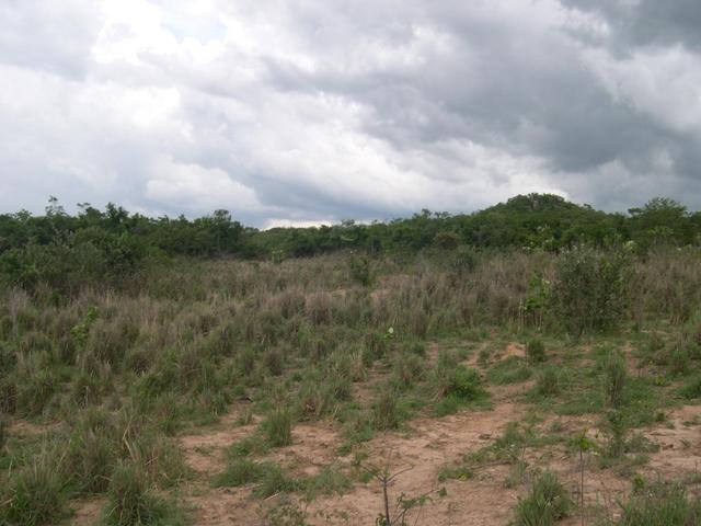 The confluence place - near a field were cattle grazing but inside the shrubs