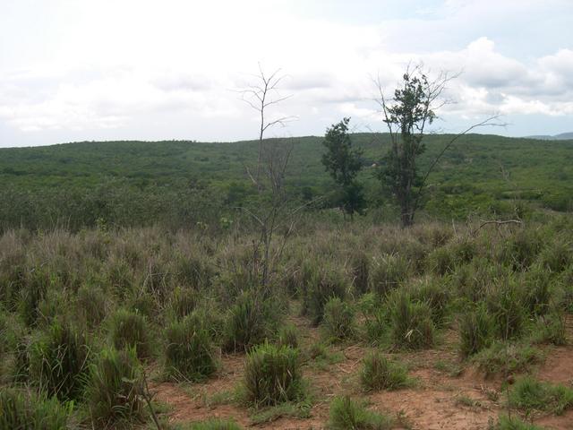 looking to south 70 meters from confluence