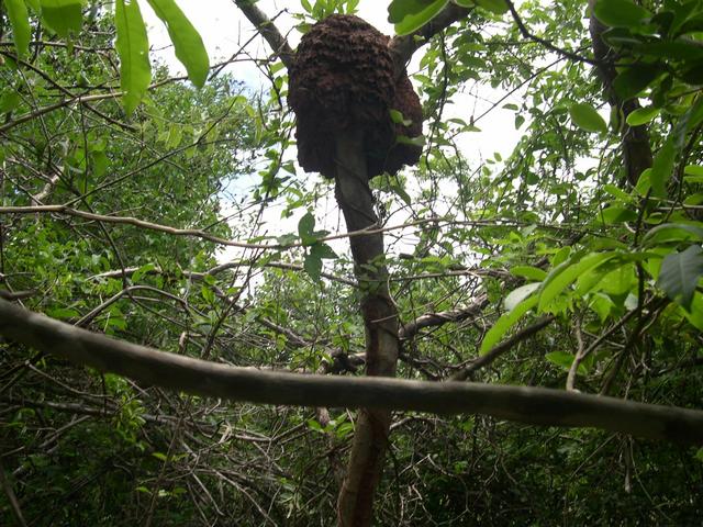 a termite's house 10 meters far the confluence