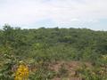 #3: The confluence inside the cerrado (woods)