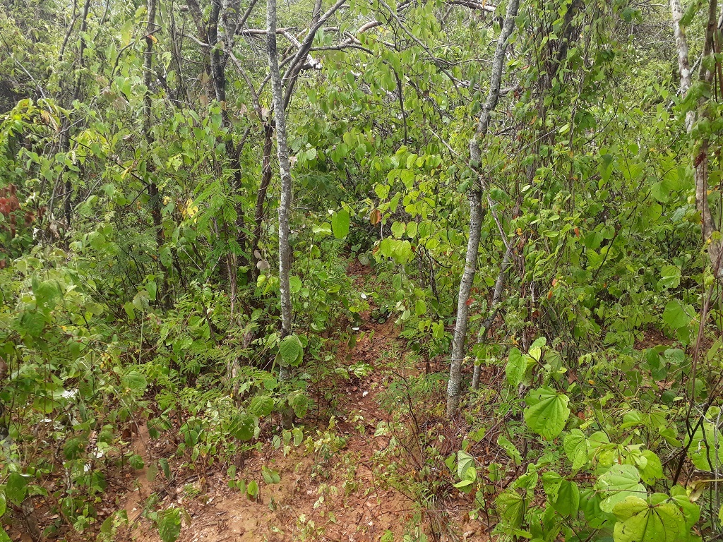 Depois, a mata foi ficando mais fechada - After, the forest turned denser