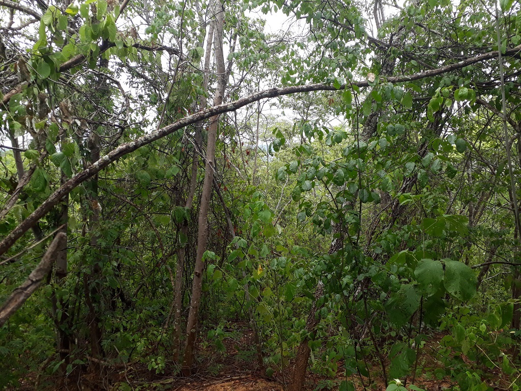 Visão geral - General view