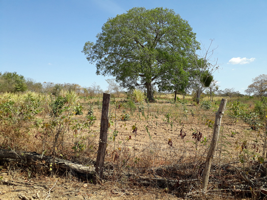 #1: Visão geral, confluência próxima à árvore - general view, confluence near the tree