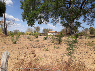 #5: Visão sul e confluência 34 metros adiante, dentro do sítio - south view and confluence 34 meters ahead, inside the ranch