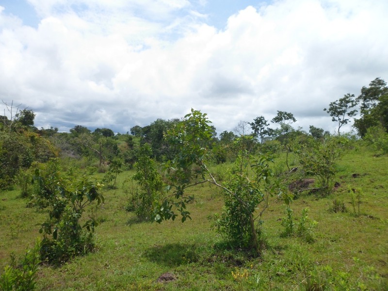 Visão sul - south view