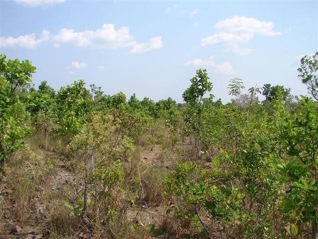 View to south from confluence