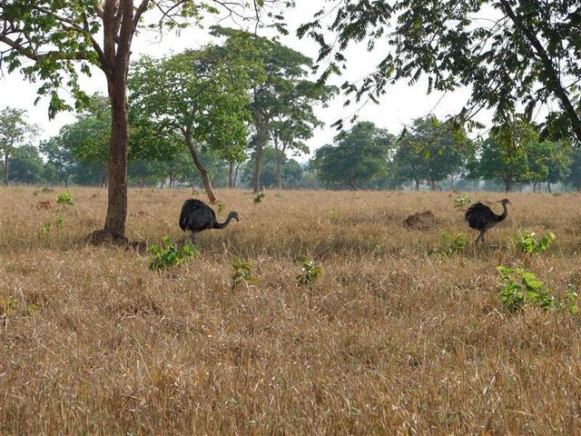 Emas: Brazilian ostrich