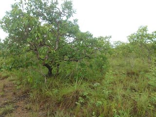 #1: Visão geral - general view