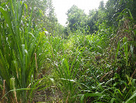 #11: Caminhada até a confluência - hike to the confluence