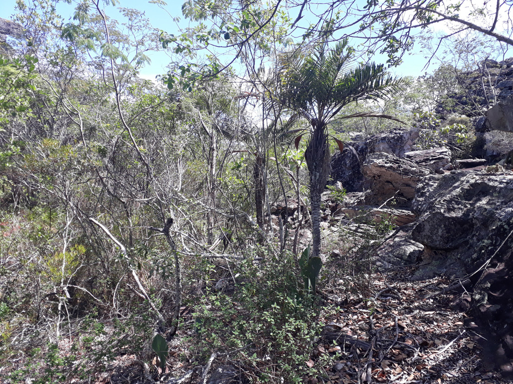 Pedras e mato - rocks and bush