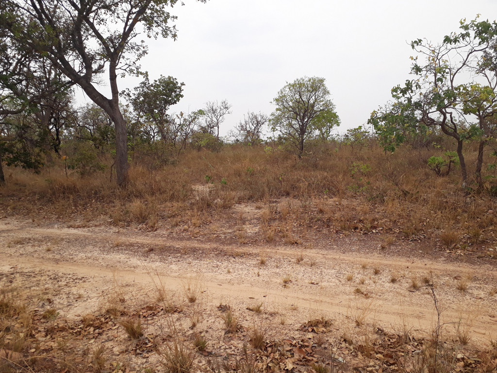 Início do trecho de caminhada pelo mato - beginning of hiking by the bush