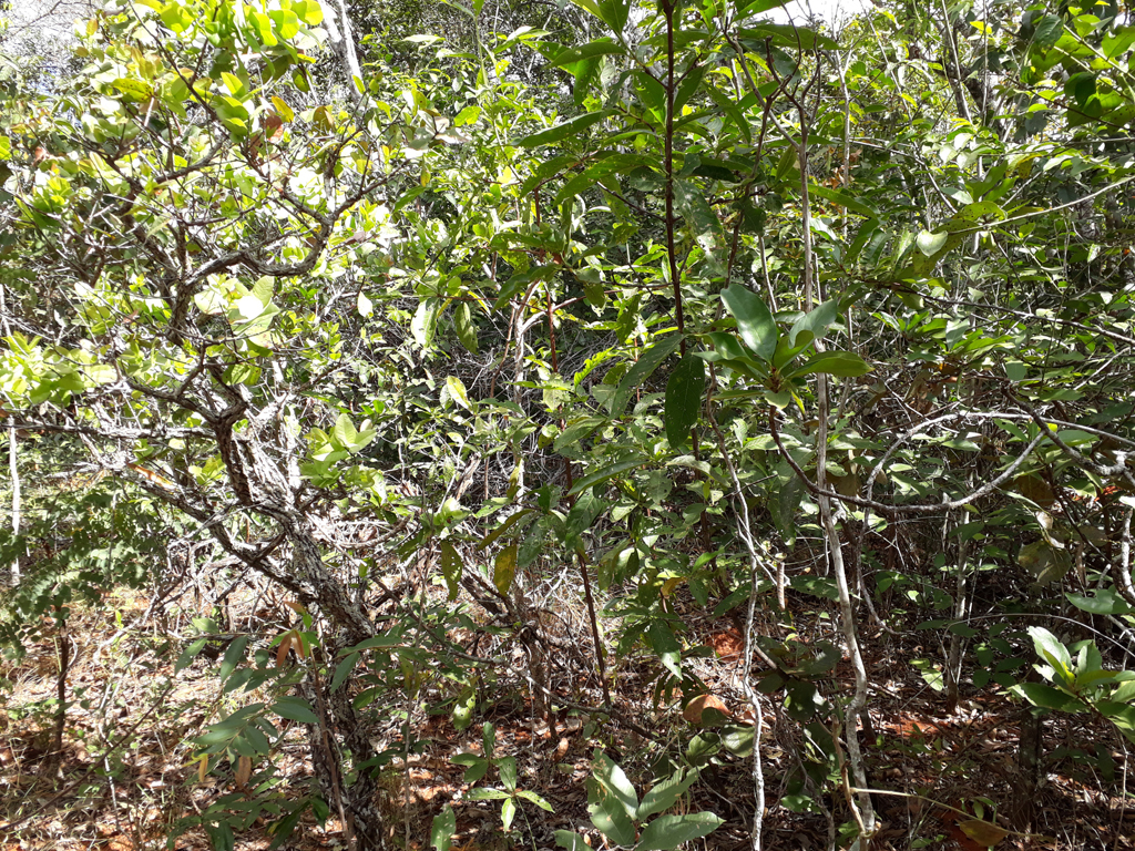 Visão oeste - west view