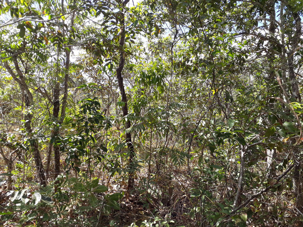 Visão leste - east view