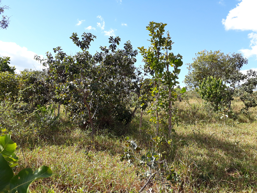 Visão norte - north view