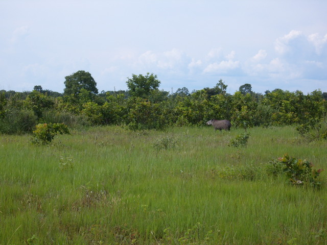 Tapir